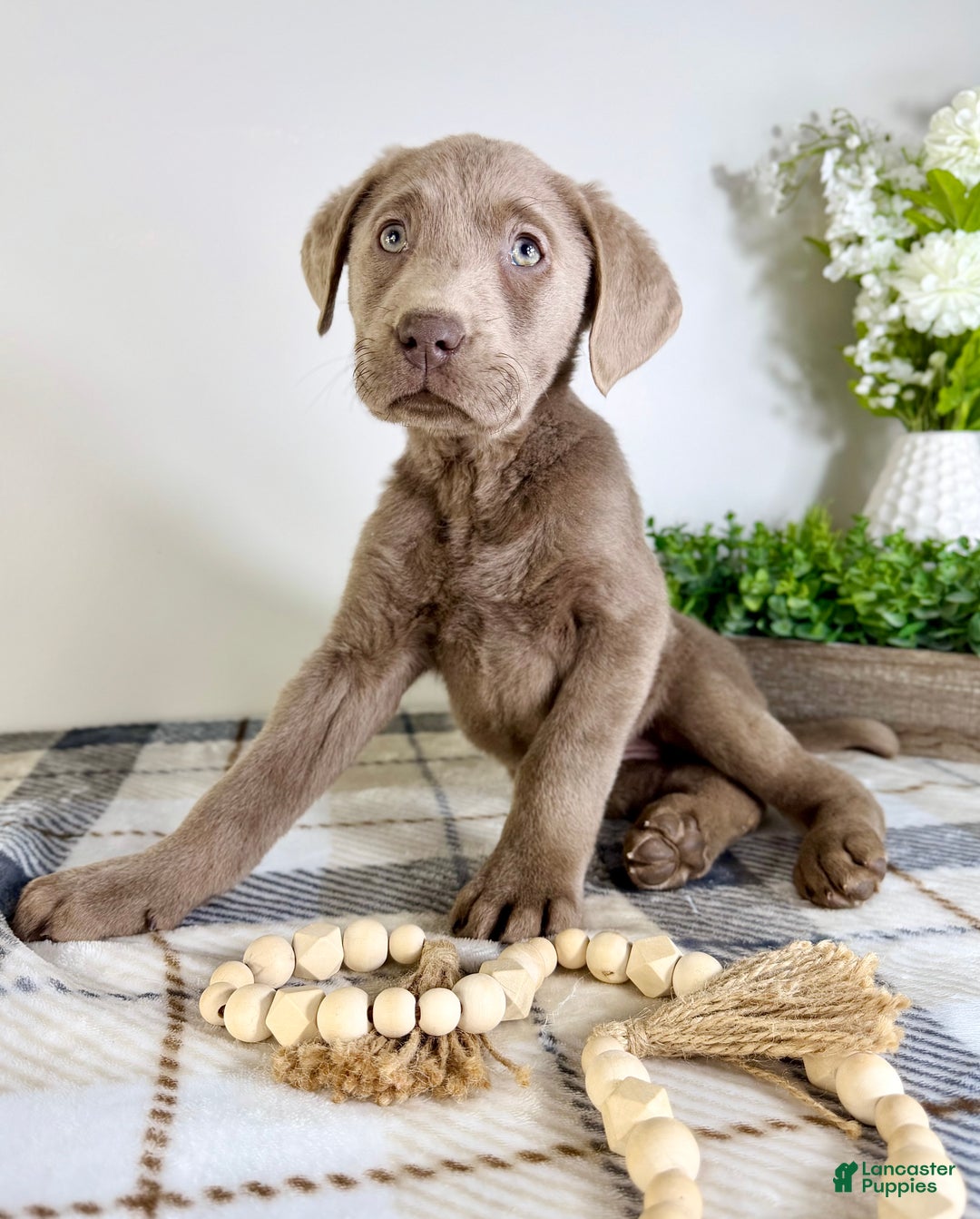 Labrador Retriever dogs for sale: AKC Lainey - Ad 2