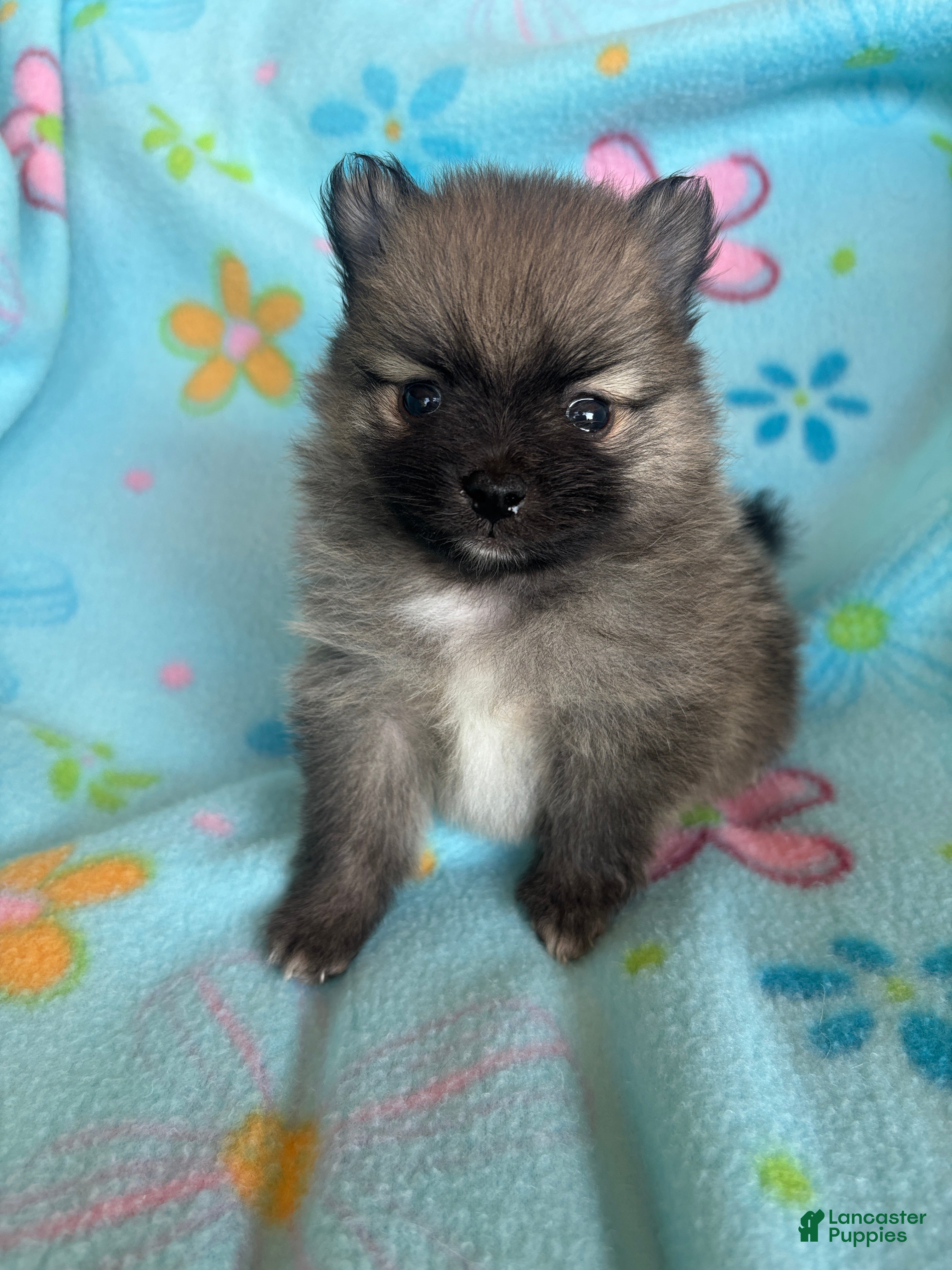 Pomeranian dogs for sale: Pomeranian 2 - Ad 2