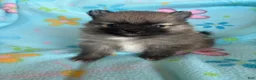 Pomeranian dogs for sale: Pomeranian 2 - Ad 1