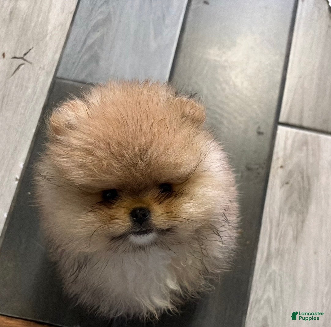 Pomeranian dogs Pomeranian Puppy 1 - Ad 1