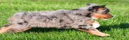 Miniature Australian Shepherd dogs for sale: Austin - Ad 4
