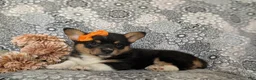 Welsh Corgi Pembroke dogs for sale: Marta AKC Registered - Ad 6