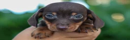 Miniature Dachshund dogs for sale: Zippy🐾 - Ad 13