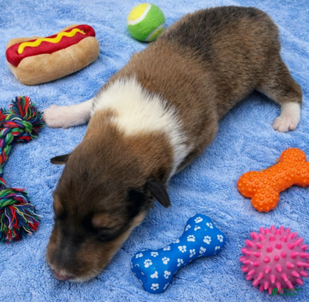 Collie dogs for sale: Peter - Ad 5