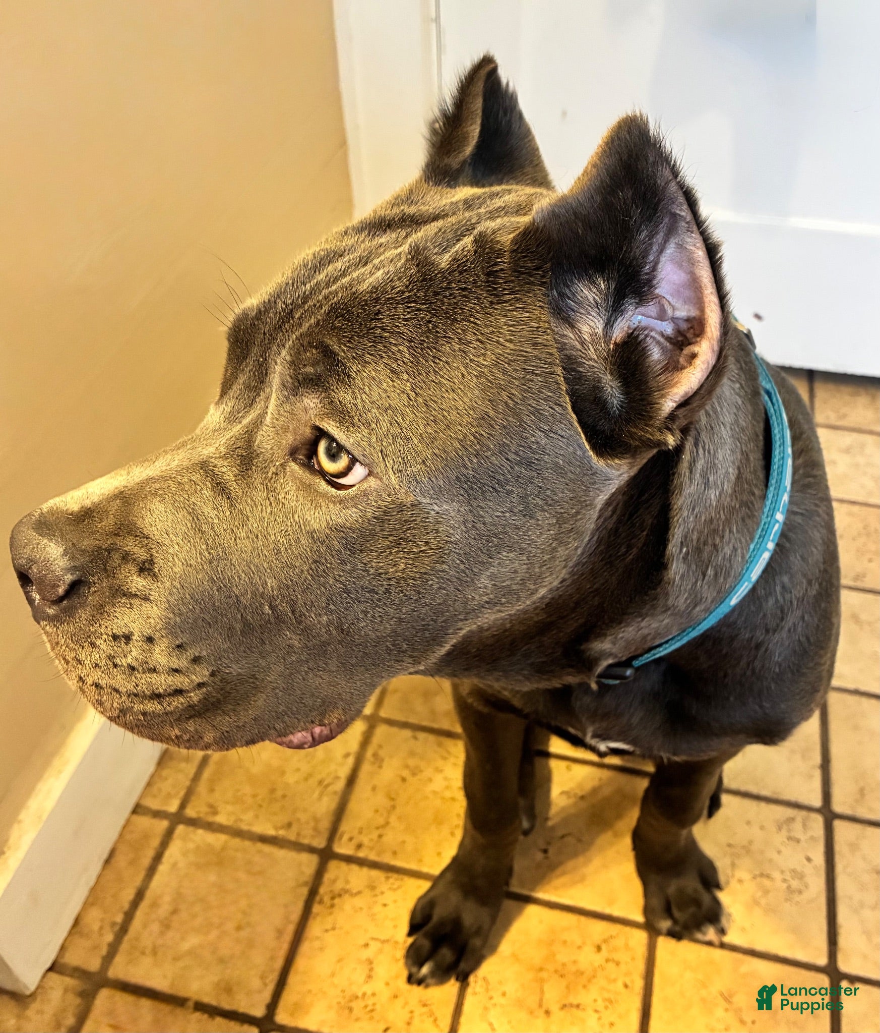 Cane Corso dogs Maximus - Ad 41