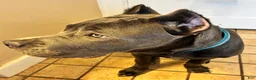 Cane Corso dogs for sale: Maximus - Ad 1