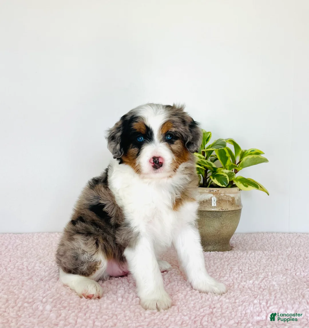 Mini Aussiedoodle dogs for sale: Indie - Ad 2