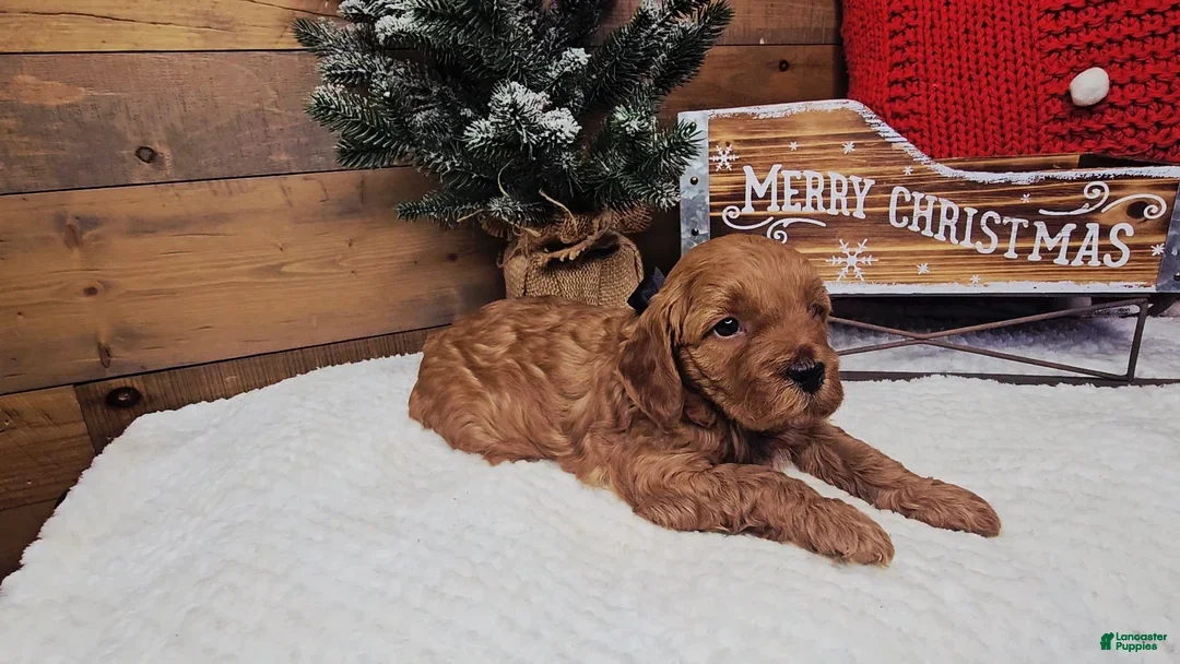 Mini Goldendoodle dogs Holly - Ad 16