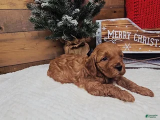 Mini Goldendoodle dogs Holly - Ad 16