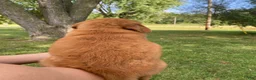 Golden Retriever dogs for sale: Penny - Ad 5