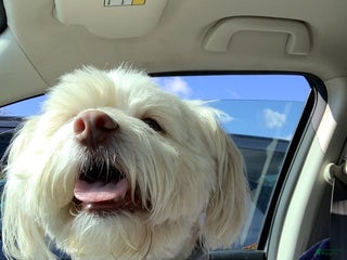 Mixed Breed dogs Mixed Breed Puppy 4 - Ad 1