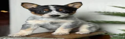 Australian Cattle Dog dogs for sale: Australian Cattle Dog Puppy 5 - Ad 1