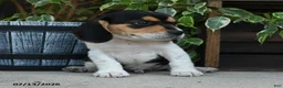 Beagle dogs for sale: Jupiter - Ad 4