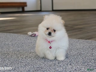 Pomeranian dogs Laurel - Ad 17