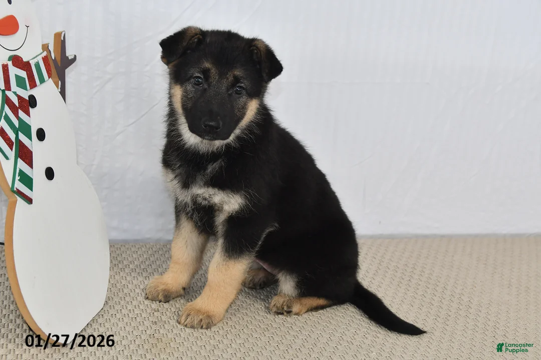 German Shepherd dogs for sale: Rain - Ad 1