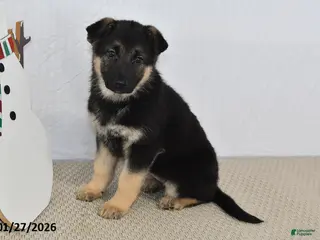 German Shepherd dogs Rain - Ad 29