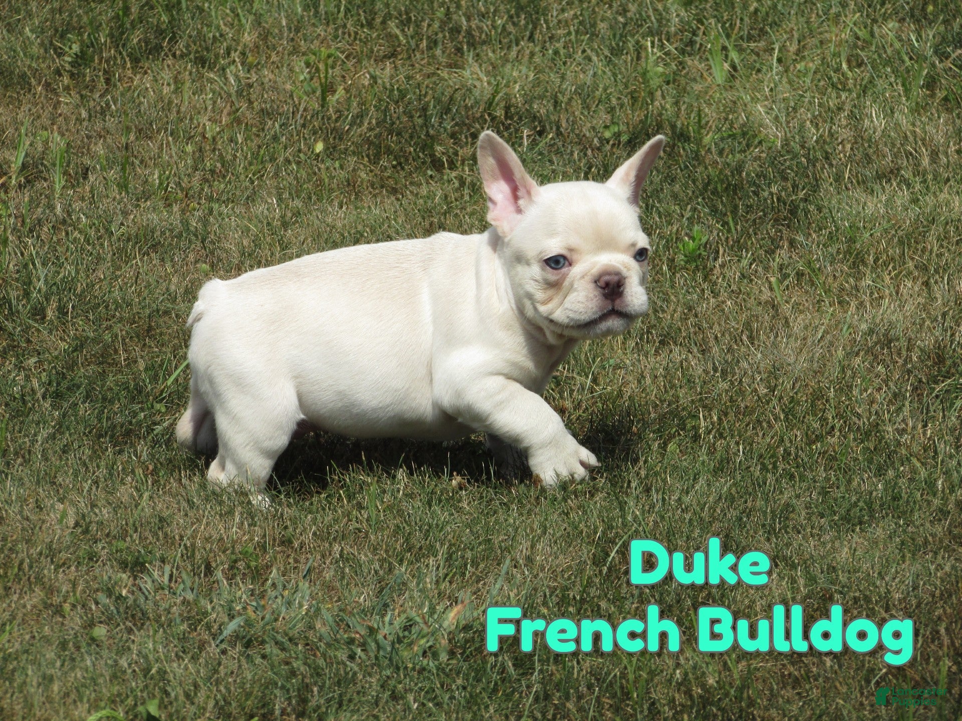 French Bulldog dogs Duke - Ad 25