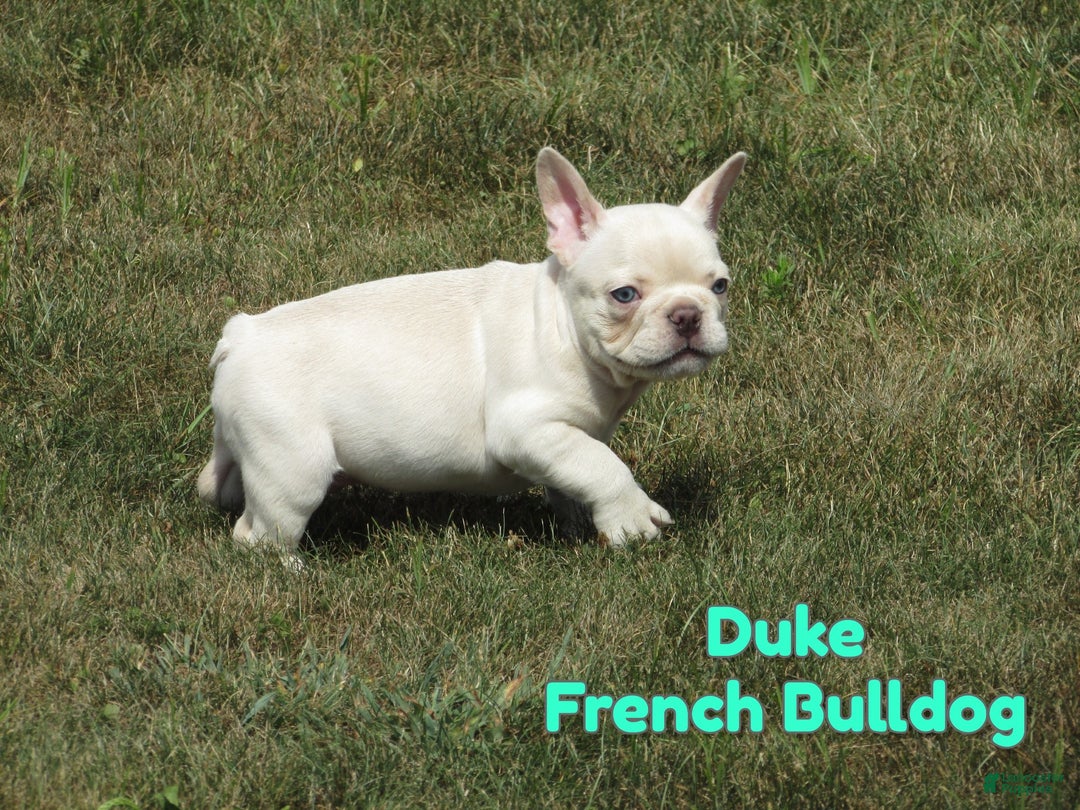 French Bulldog dogs for sale: Duke - Ad 1