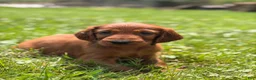 Irish Setter dogs for sale: Dark pink collar  - Ad 1