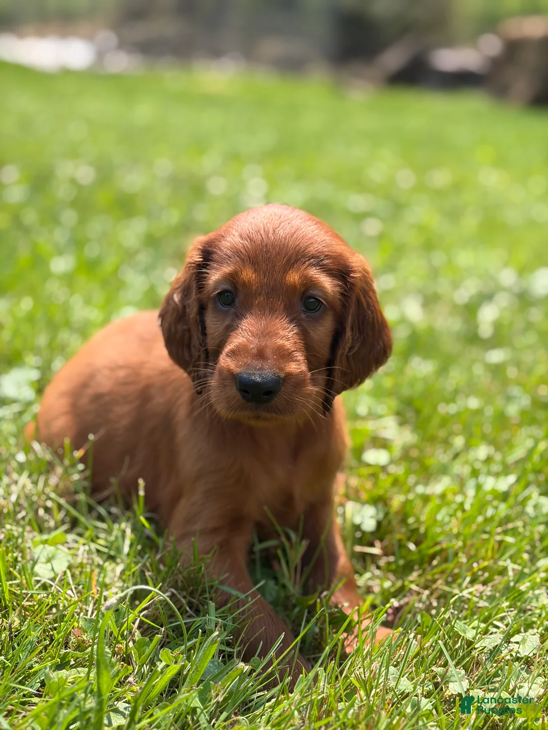 Irish Setter dogs for sale: Dark pink collar  - Ad 1