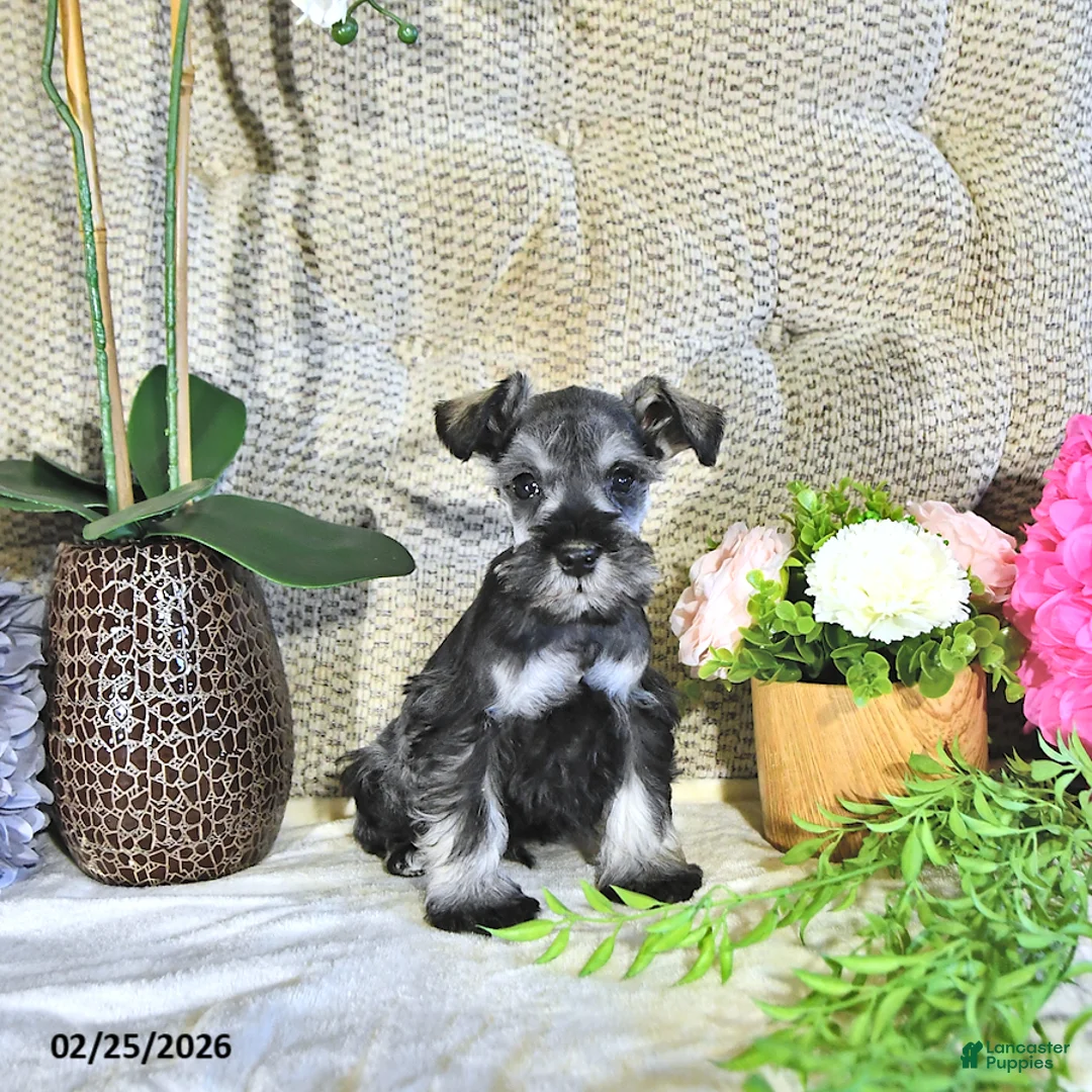 Miniature Schnauzer dogs for sale: Karson - Ad 2