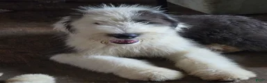Old English Sheepdog Puppy 3