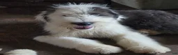 Old English Sheepdog dogs for sale: Old English Sheepdog Puppy 3 - Ad 1