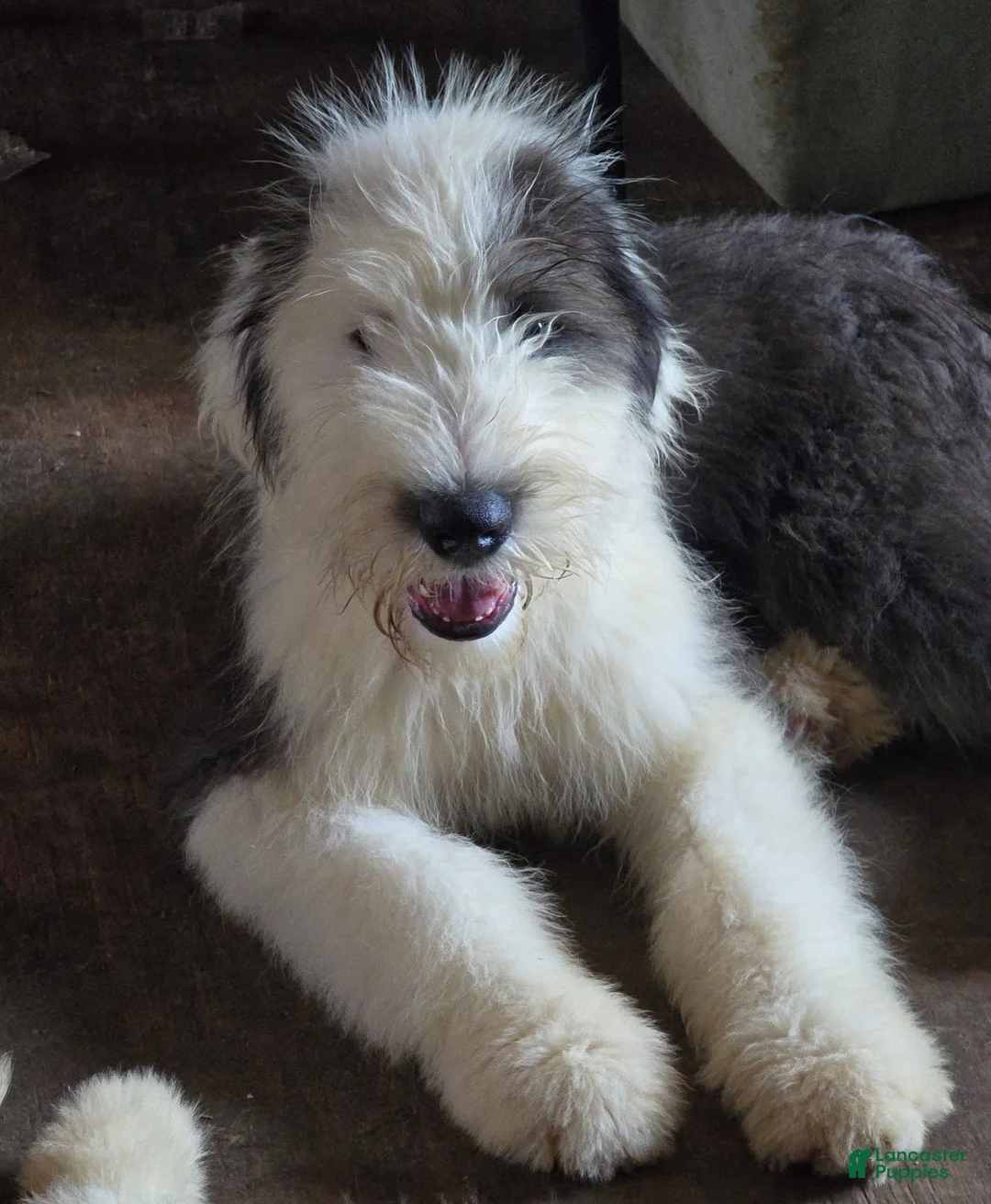 Old English Sheepdog dogs for sale: Old English Sheepdog Puppy 3 - Ad 1