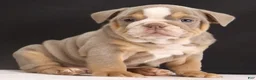 English Bulldog dogs for sale: Tucker - Ad 10