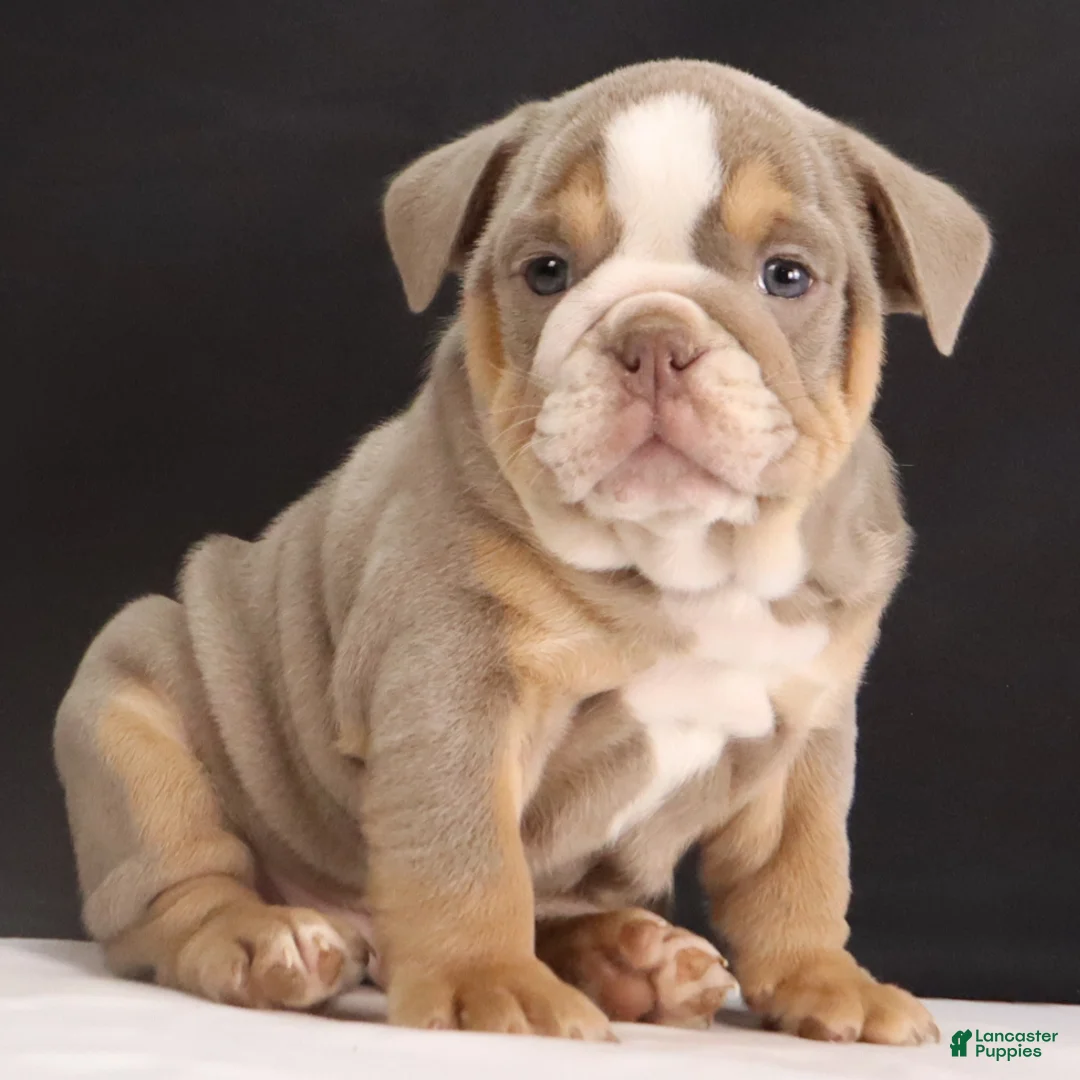English Bulldog dogs for sale: Tucker - Ad 10