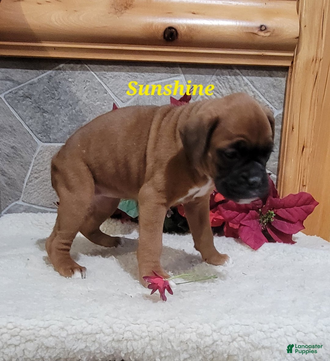Boxer dogs for sale: Sunshine - Ad 2
