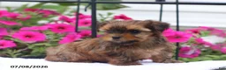 Shorkie dogs for sale: Mason - Ad 4