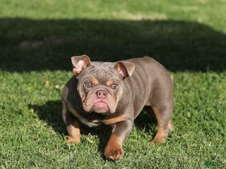 English Bulldog dogs English Bulldog Puppy 1 - Ad 5