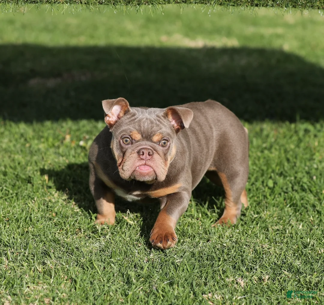 English Bulldog dogs for sale: English Bulldog Puppy 1 - Ad 1