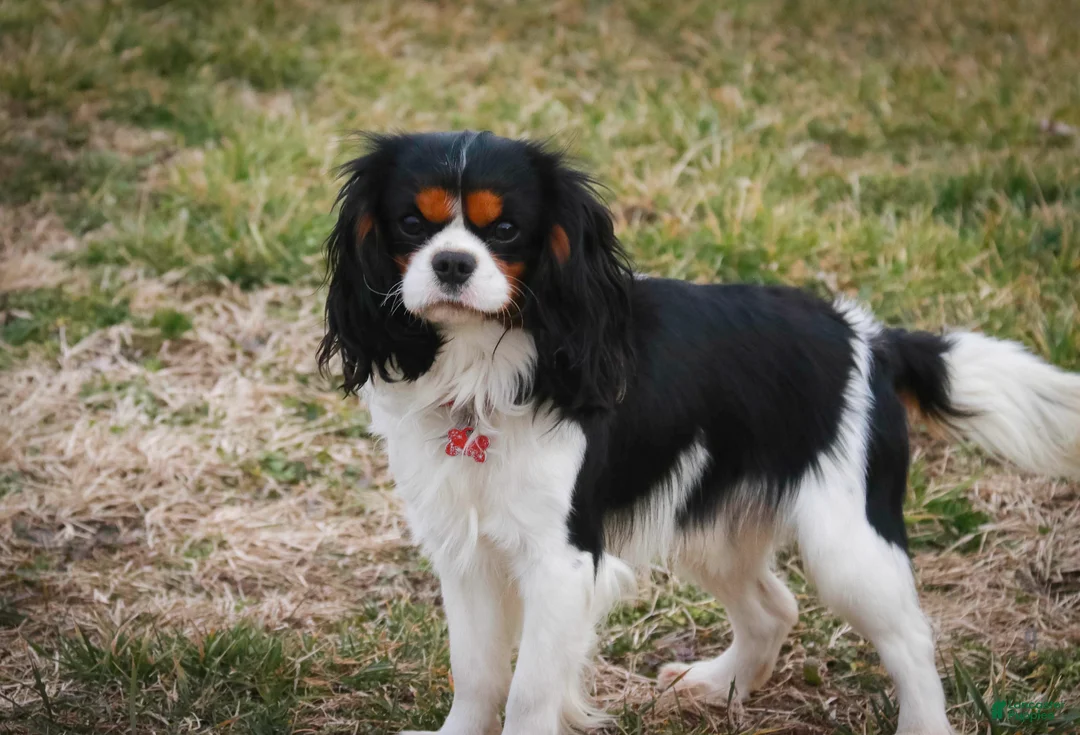 Cavalier King Charles Spaniel dogs for sale: Lars - Ad 13
