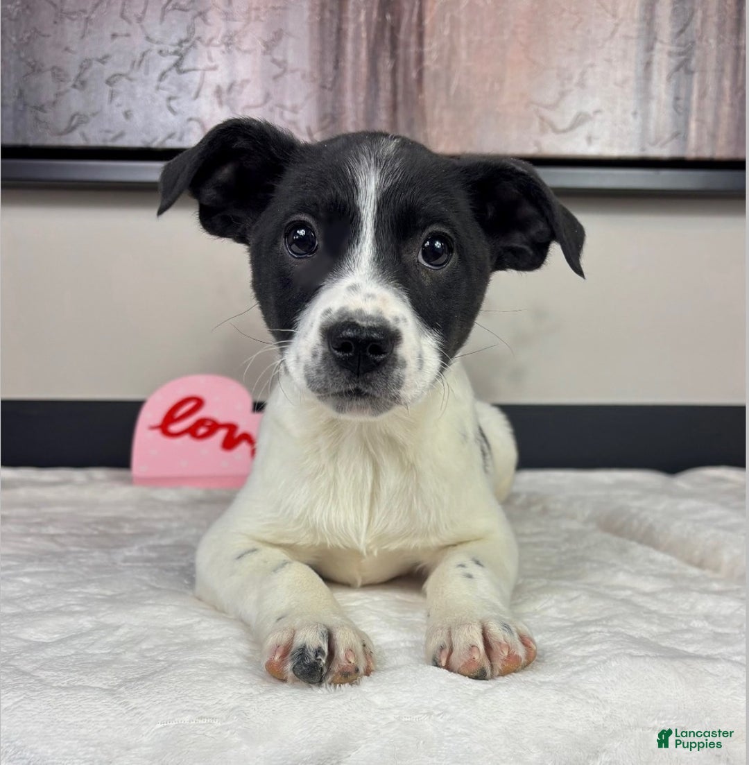 Mixed Breed dogs for sale: Kylie - Ad 3