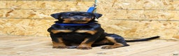 Rottweiler dogs for sale: Bonnie - Ad 4