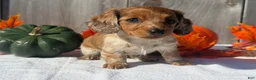 Miniature Dachshund dogs for sale: Gloria - Ad 4
