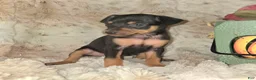 Miniature Pinscher dogs for sale: Crissy black tan - Ad 6