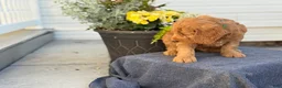 Goldendoodle dogs for sale: Turner - Ad 2
