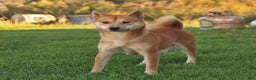 Shiba Inu dogs for sale: Rusty - Ad 4