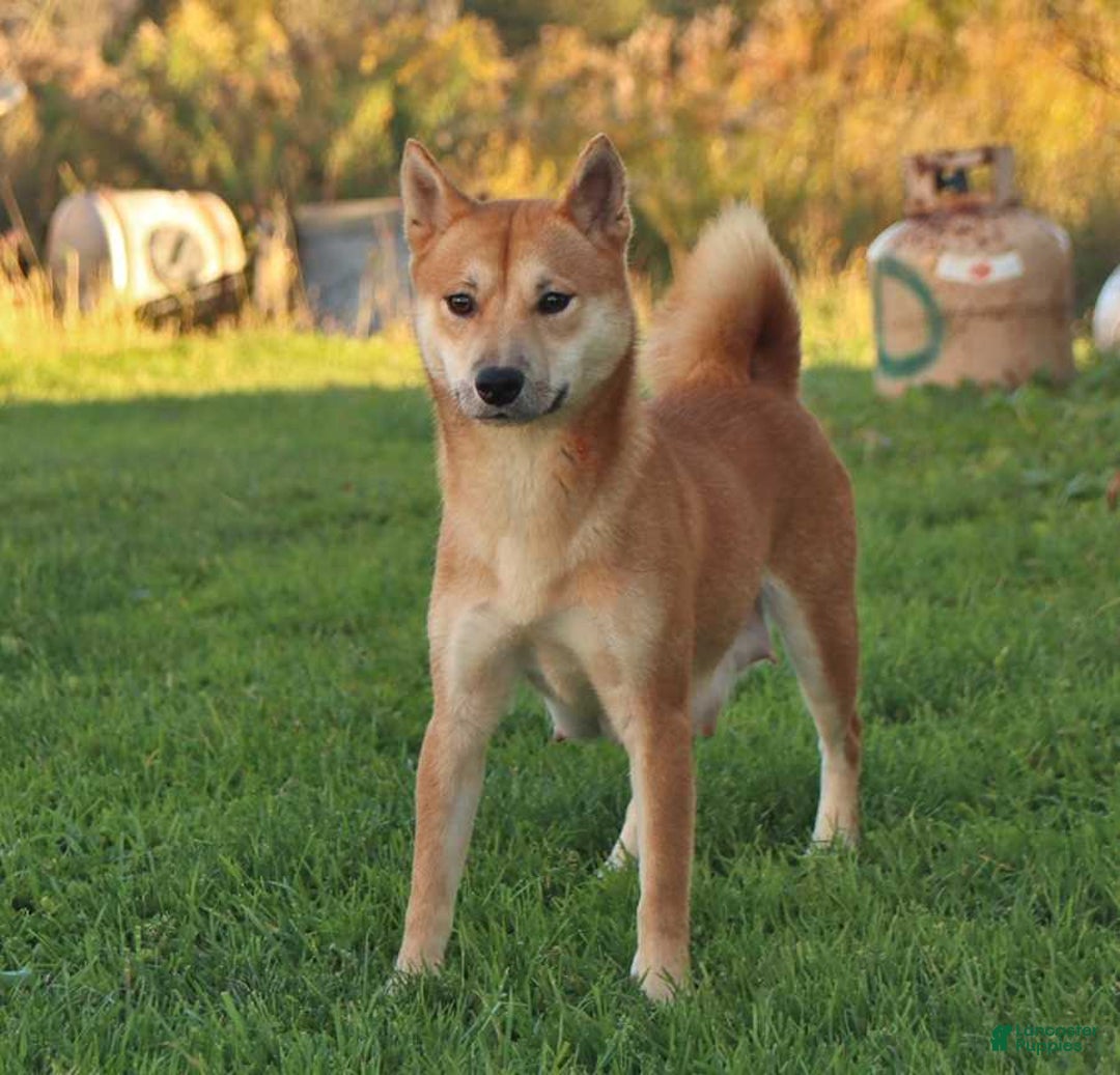 Shiba Inu dogs for sale: Rusty - Ad 4