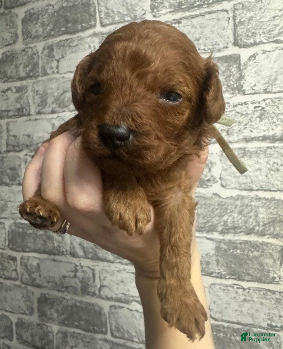 Toy Poodle dogs for sale: Lucia - Ad 8