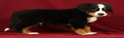 Bernese Mountain Dog dogs for sale: Zack - Ad 5