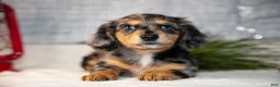Miniature Dachshund dogs for sale: Anders - Ad 2