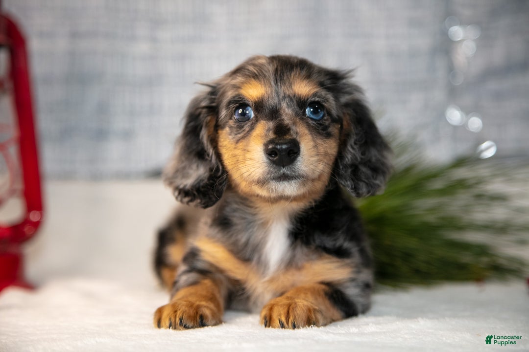 Miniature Dachshund dogs for sale: Anders - Ad 2