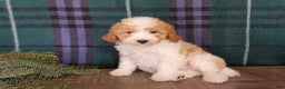 Mini Goldendoodle dogs for sale: Oma - Ad 14