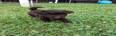 Mini Aussiedoodle Puppy 2