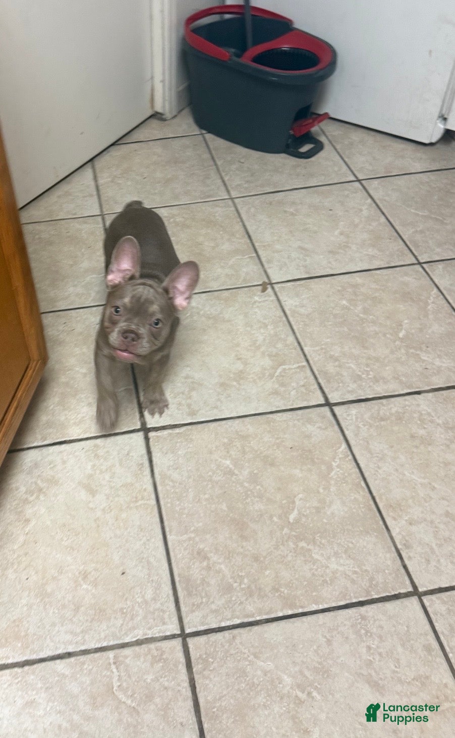 French Bulldog dogs Ari - Ad 30