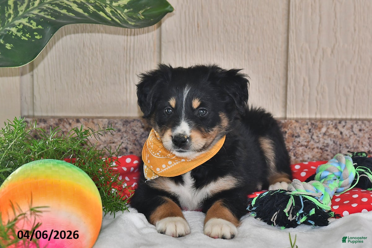Australian Shepherd dogs Dolly - Ad 2